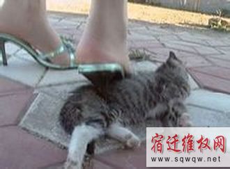 虐猫视频截图